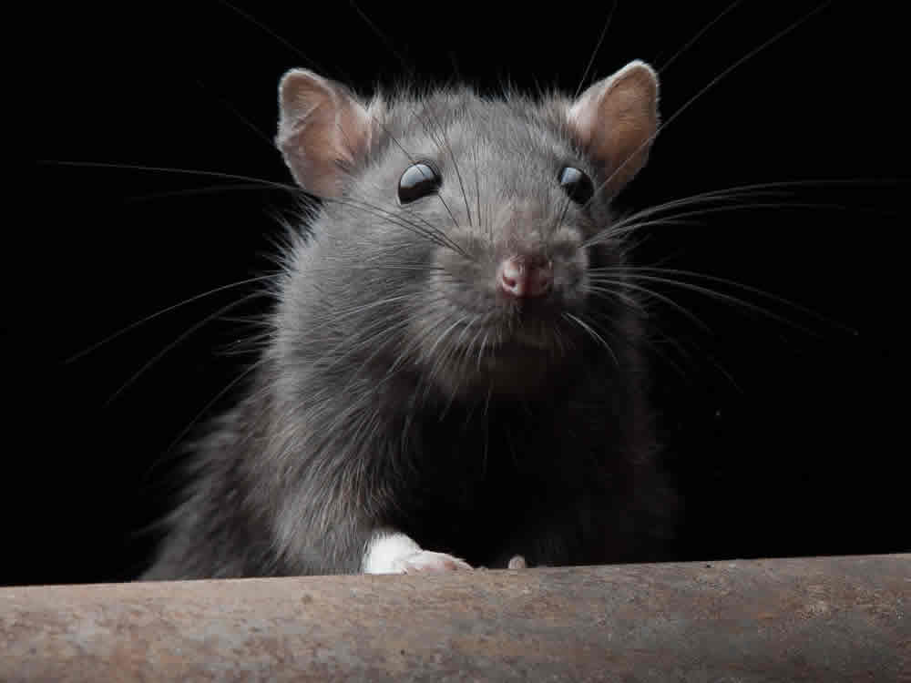 How do rats enter your Sittingbourne home via the drains